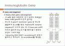 Immunoglobulin의 구조, 유전자, 기능에 관한 모든것! 특A급 자료(그림 다수) 파워포인트(PPT) 33페이지