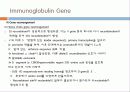 Immunoglobulin의 구조, 유전자, 기능에 관한 모든것! 특A급 자료(그림 다수) 파워포인트(PPT) 34페이지