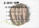 마(건강식품) 5페이지