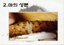 마(건강식품) 6페이지