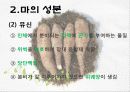 마(건강식품) 7페이지