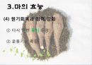 마(건강식품) 11페이지