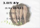 마(건강식품) 12페이지