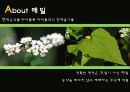 메밀(Buckwheat) 3페이지