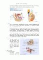 남성과 여성의 성 호르몬 3페이지