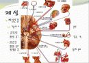 중추신경계, 체성신경계, 자율 신경계에 대한 이해와 사진들 (2012년 추천 우수) 7페이지