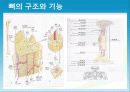 성인질환과 운동처방 - 골다공증osteoporosis 11페이지