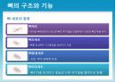 성인질환과 운동처방 - 골다공증osteoporosis 12페이지
