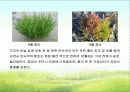 함초(鹹草 : 퉁퉁마디) 9페이지