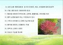 함초(鹹草 : 퉁퉁마디) 19페이지