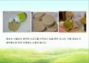 함초(鹹草 : 퉁퉁마디) 22페이지
