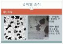 현미경과 금속조직 관찰 45페이지