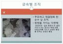 현미경과 금속조직 관찰 50페이지