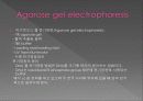 pcr(polymerase chain reaction) 12페이지
