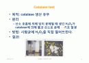 IMViC 생화학적 검사 17페이지