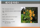 돼지 감자 3페이지