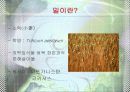 통밀(밀) 4페이지