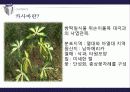 카사바(CASSAVA) 4페이지