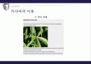 카사바(CASSAVA) 13페이지