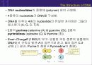 (강추) DNA의 유전 (Heredity)에서의 역할 16페이지