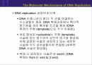 (강추) DNA의 유전 (Heredity)에서의 역할 31페이지
