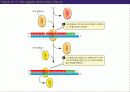 (강추) DNA의 유전 (Heredity)에서의 역할 48페이지