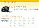 타임(Time)지가 선정한 10대 건강음식 24페이지