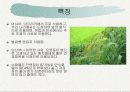 조[Barn grass] 4페이지