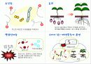 (A+)EM유용미생물에 대한 보고서 9페이지