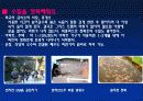 (A+)EM유용미생물에 대한 보고서 30페이지