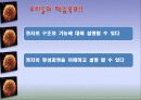[생물] 정자의 형성과정 3페이지