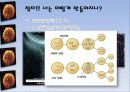 [생물] 정자의 형성과정 5페이지