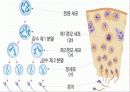 [생물] 정자의 형성과정 7페이지