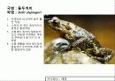 (A+)한국의 양서류, 파충류,포유류조사 6페이지