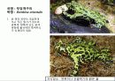 (A+)한국의 양서류, 파충류,포유류조사 7페이지