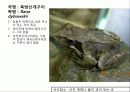 (A+)한국의 양서류, 파충류,포유류조사 11페이지