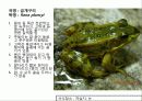 (A+)한국의 양서류, 파충류,포유류조사 12페이지