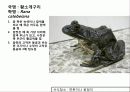(A+)한국의 양서류, 파충류,포유류조사 15페이지