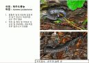 (A+)한국의 양서류, 파충류,포유류조사 17페이지