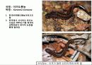 (A+)한국의 양서류, 파충류,포유류조사 19페이지