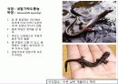 (A+)한국의 양서류, 파충류,포유류조사 21페이지