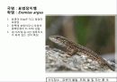 (A+)한국의 양서류, 파충류,포유류조사 23페이지
