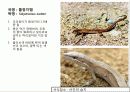 (A+)한국의 양서류, 파충류,포유류조사 24페이지