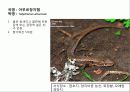 (A+)한국의 양서류, 파충류,포유류조사 25페이지