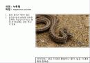 (A+)한국의 양서류, 파충류,포유류조사 29페이지