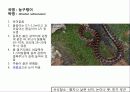 (A+)한국의 양서류, 파충류,포유류조사 30페이지