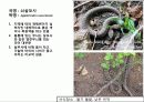 (A+)한국의 양서류, 파충류,포유류조사 32페이지