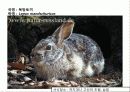 (A+)한국의 양서류, 파충류,포유류조사 41페이지