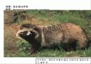 (A+)한국의 양서류, 파충류,포유류조사 53페이지