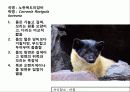 (A+)한국의 양서류, 파충류,포유류조사 56페이지